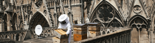 The Bees of Notre Dame - Posh Boutique