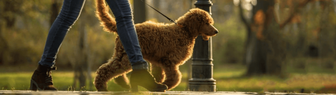 The perfect dog-walking companion! - Posh Boutique
