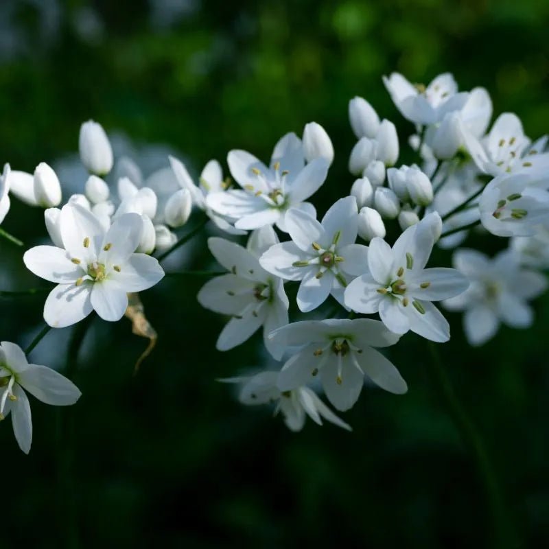 Jasmine PerfumeFragrancePosh Boutique