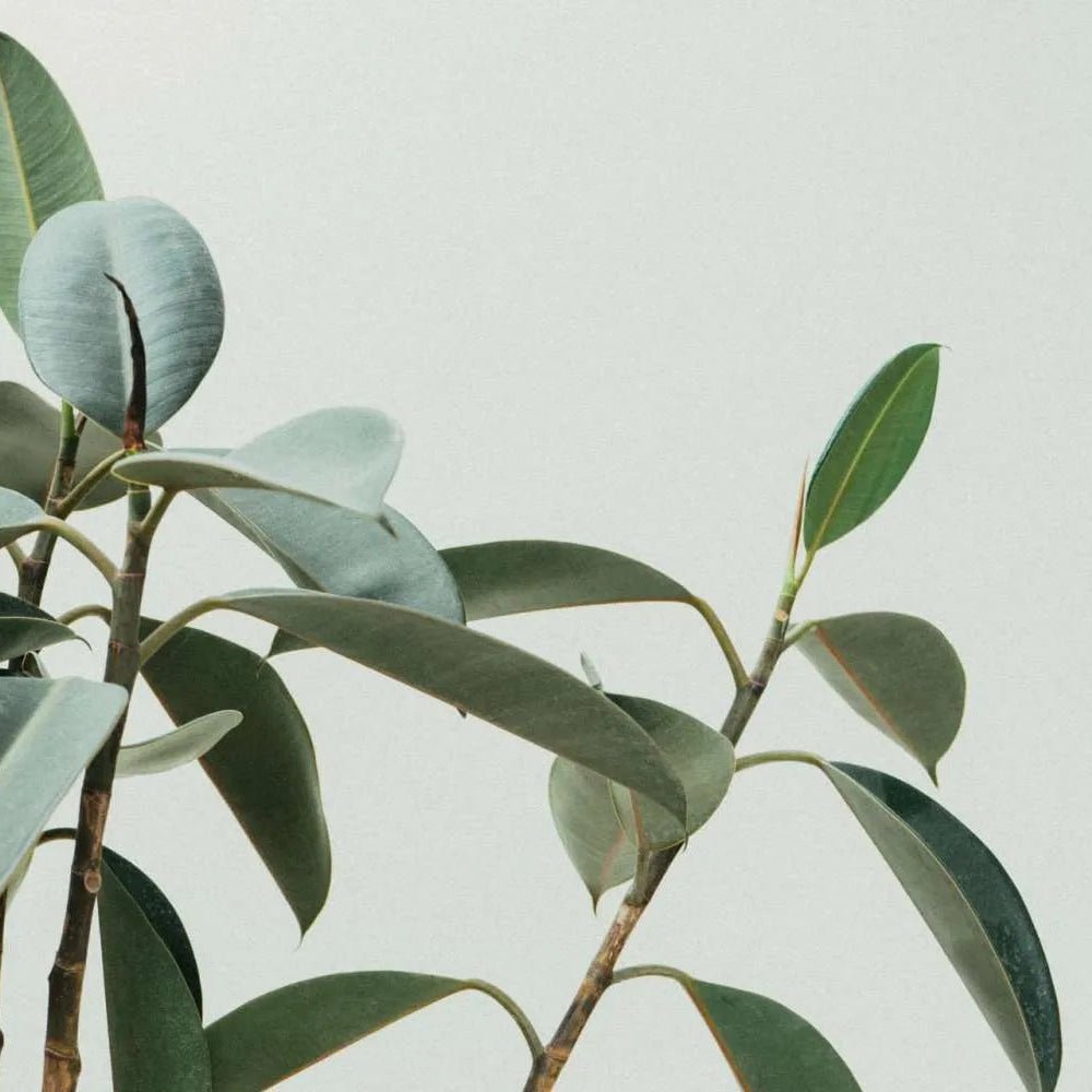 Winter's Light PerfumeFragrancePosh Boutique