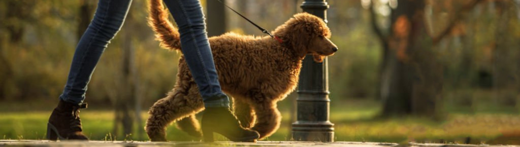 The perfect dog-walking companion!