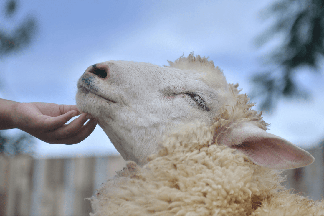 By Basics & The Magic of Merino! - Posh Boutique