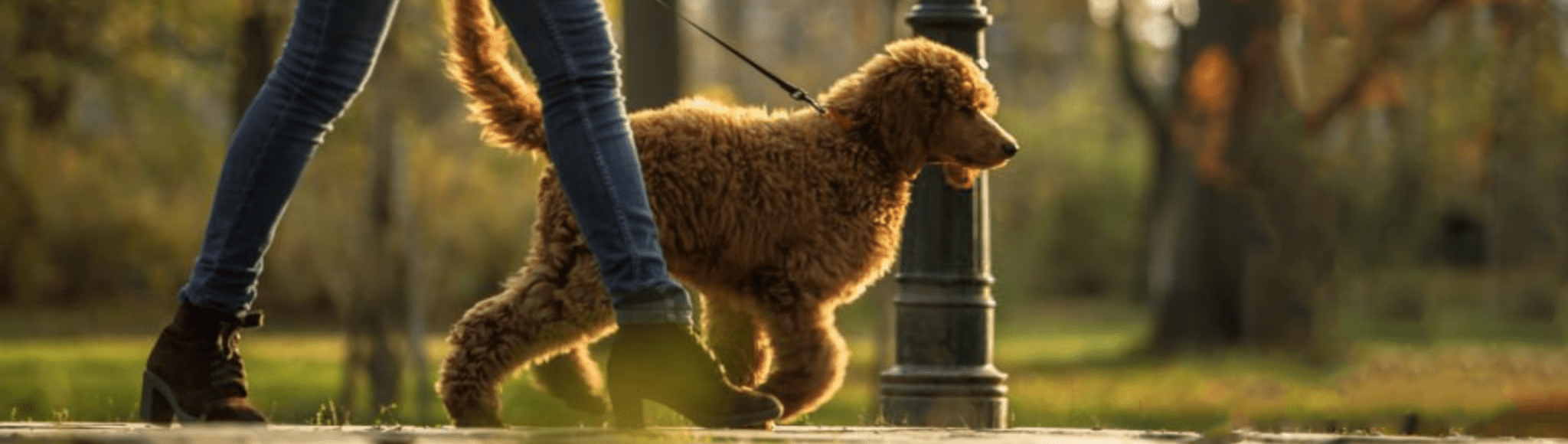 The perfect dog-walking companion! - Posh Boutique