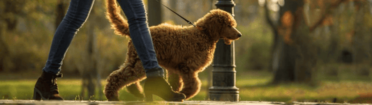 The perfect dog-walking companion! - Posh Boutique